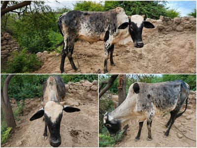 Qurbani K Janwar | Eid 2026| Eid ul azha 2026