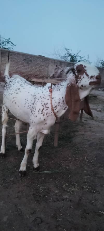 Eid qurban