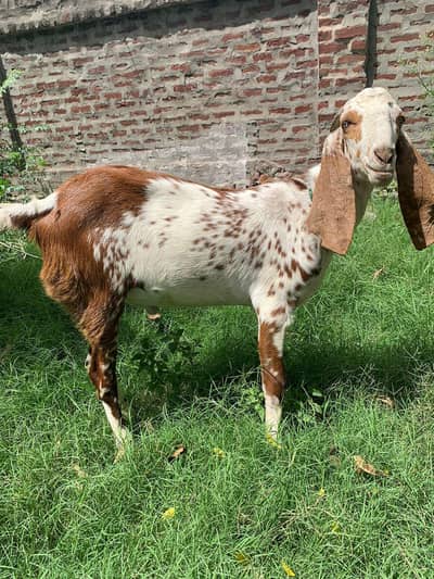 Brown male goat,Strong and healthy