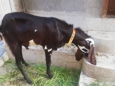 Desi Khassi Bakra for Qurbani - 2 Daant Doonda Male Goat