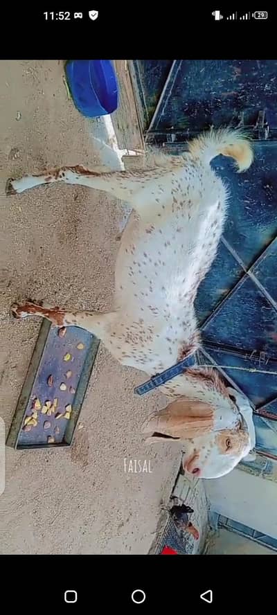 2 dant Bakra for sale