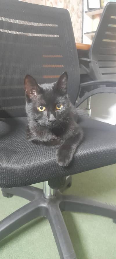 Jet black bombay cat