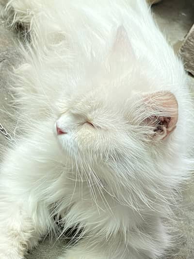 White cat