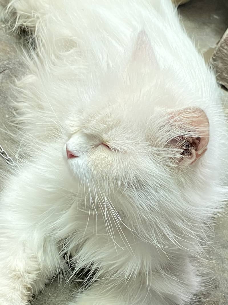 White cat + 4 baby 0