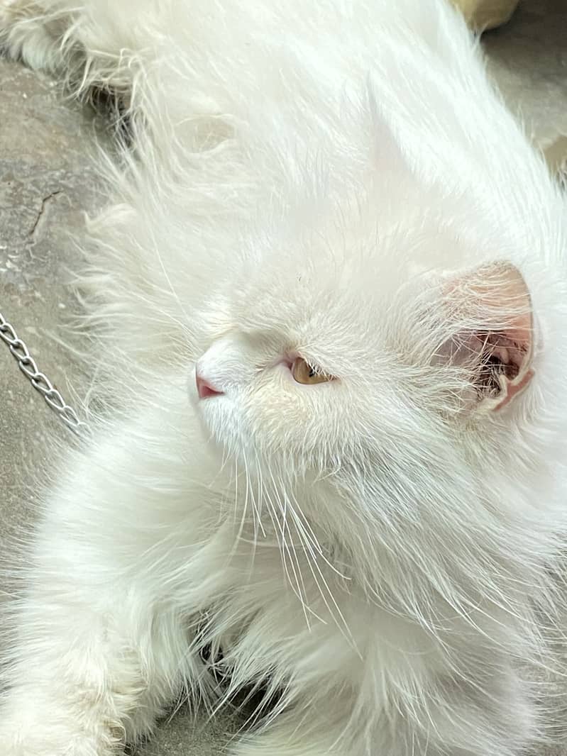 White cat + 4 baby 1