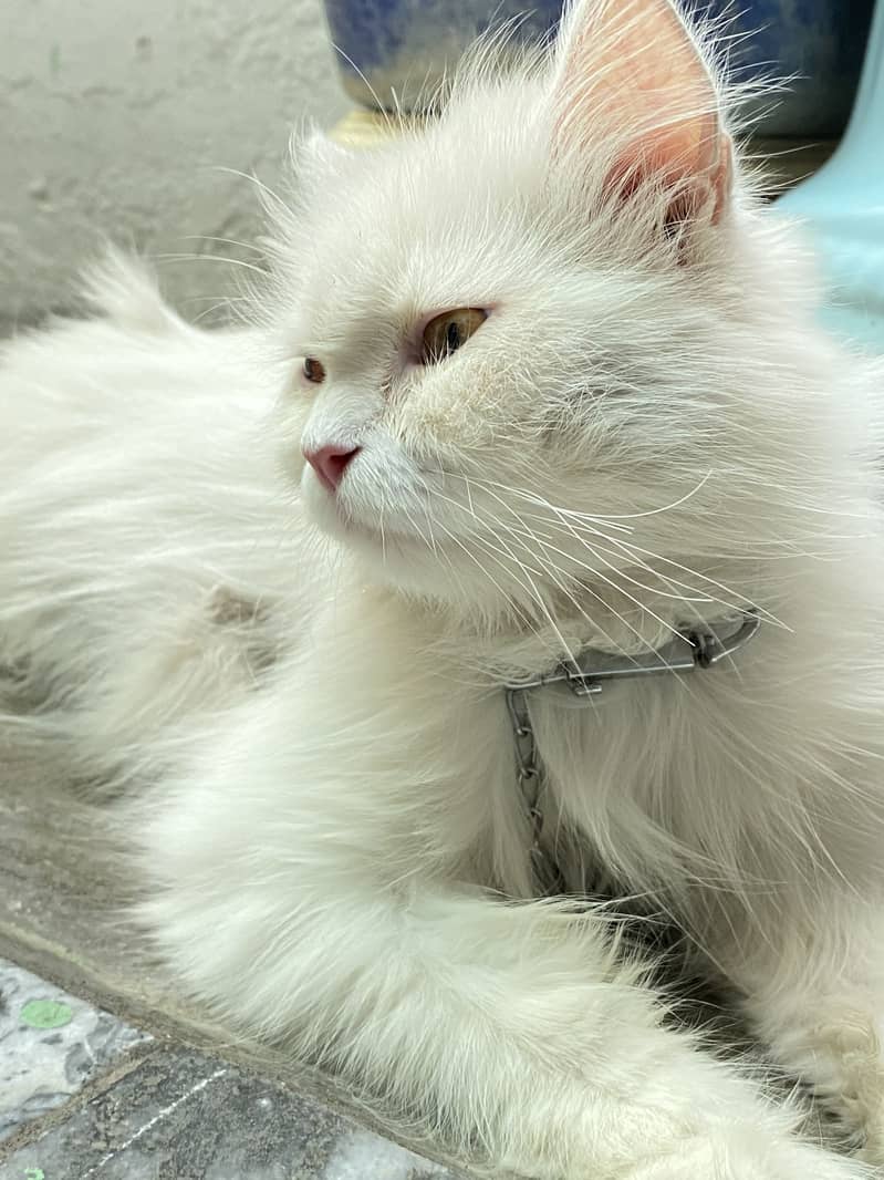 White cat + 4 baby 2