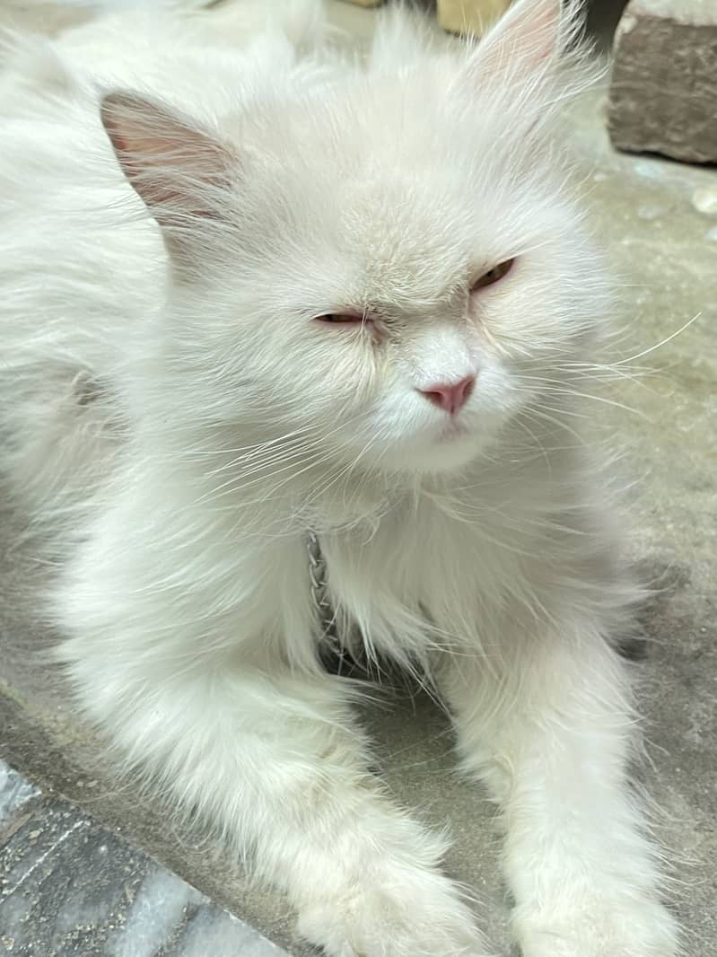 White cat + 4 baby 3