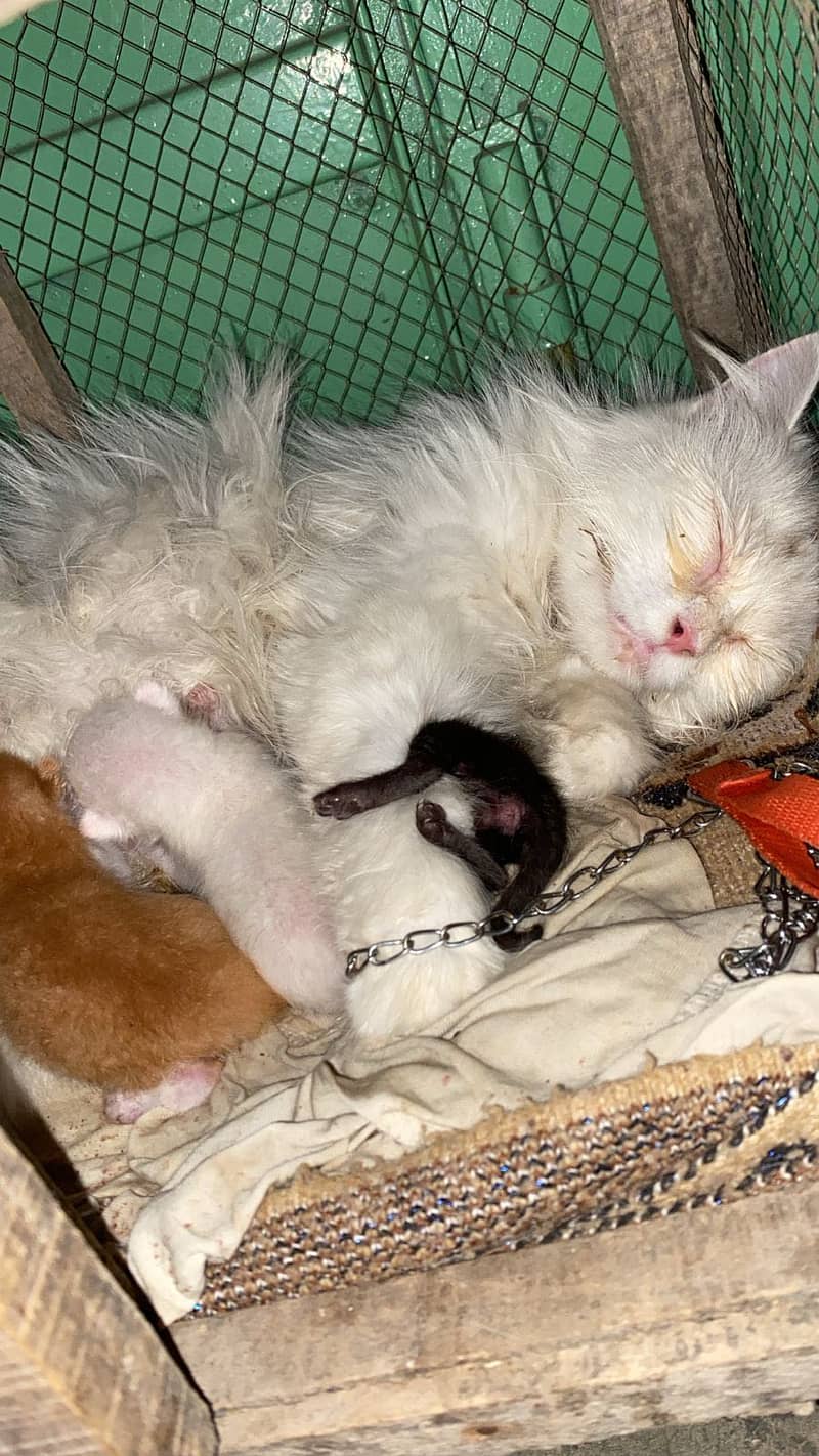 White cat + 4 baby 4
