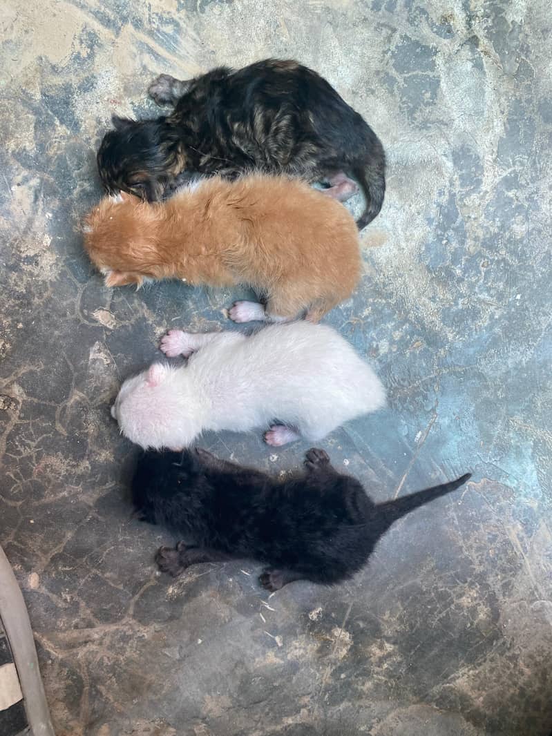 White cat + 4 baby 5