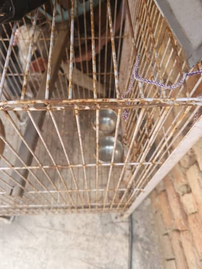 raw and budgie used cage for sale location Gujranwala