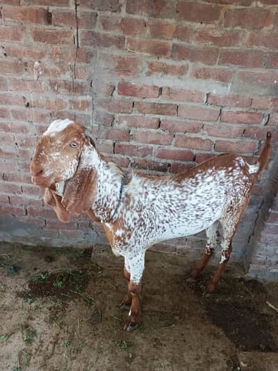 مکھی چِتنا