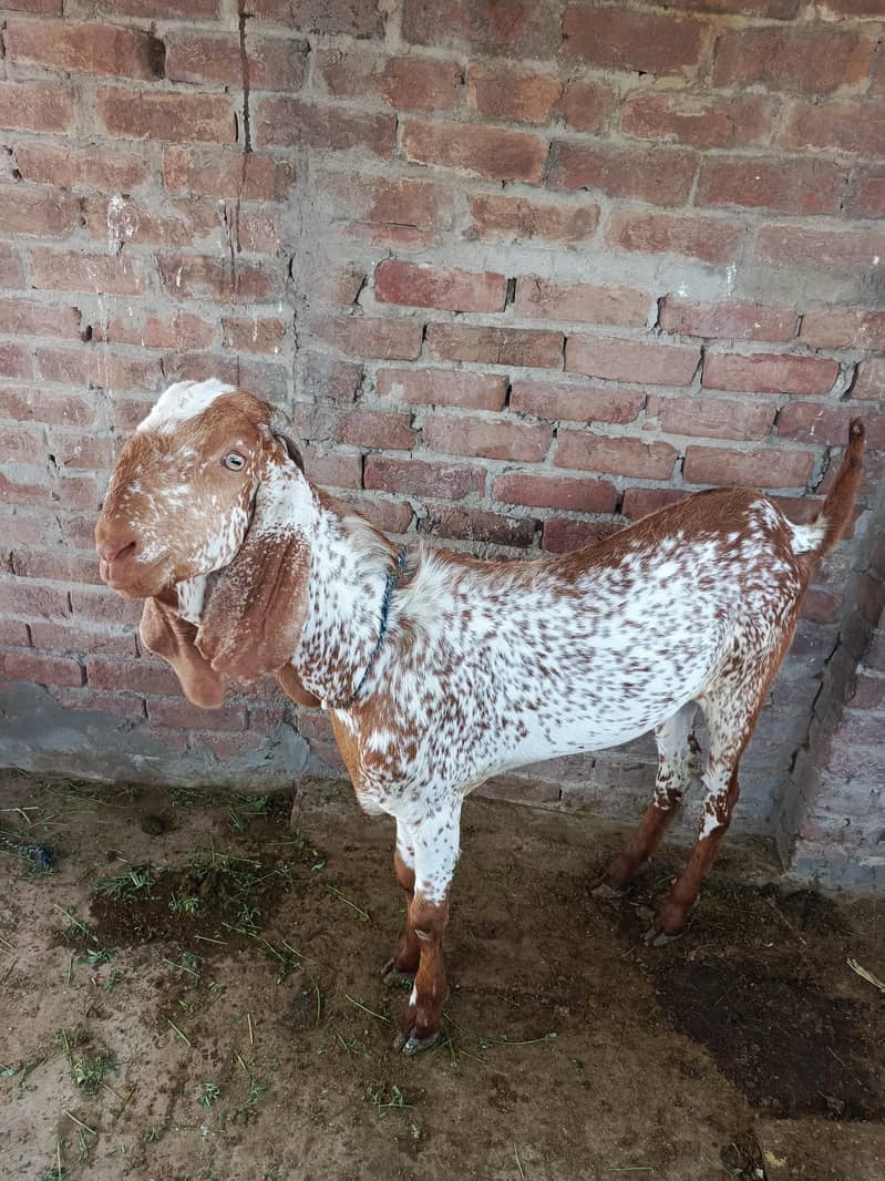 مکھی چِتنا 0