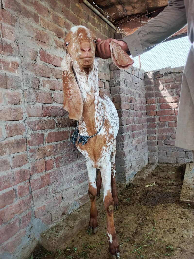 مکھی چِتنا 1