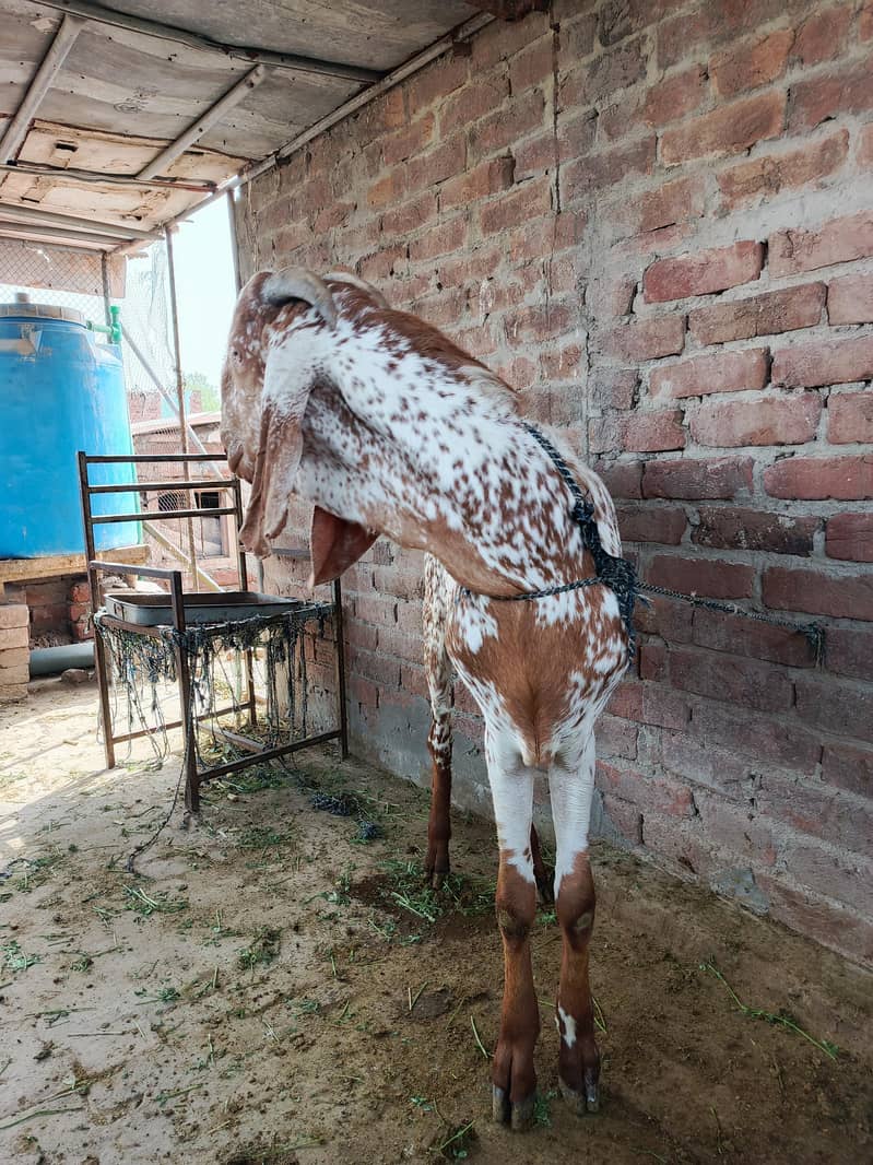 مکھی چِتنا 4