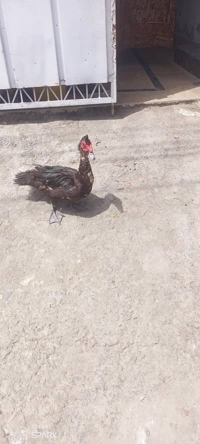 duck male for sale