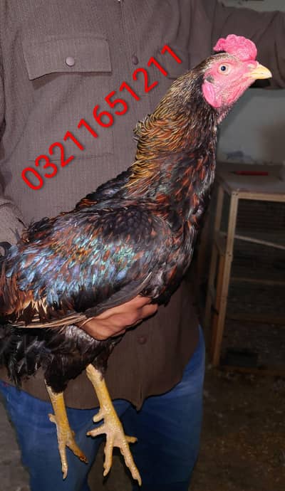 aseel male top lavel