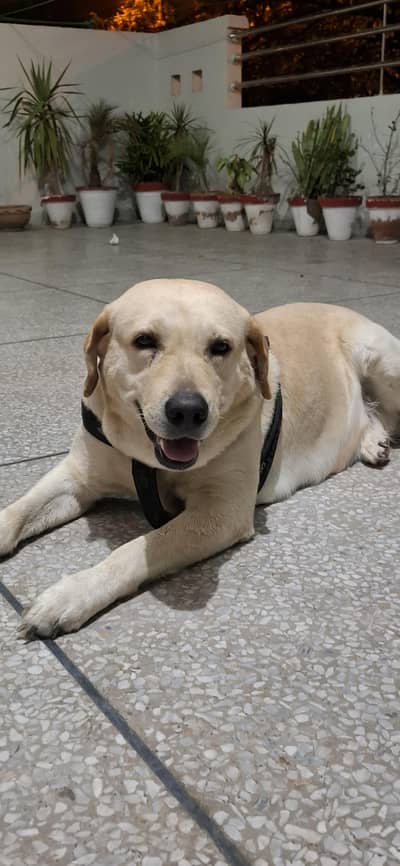 labrador retriever for sale
