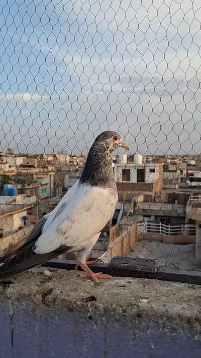 outclass tedy golden rampuri chicks no olx chat 1500 per piece