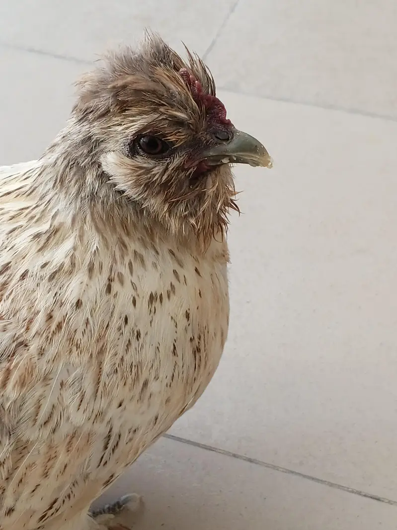 Bantam x silkie — photo 3