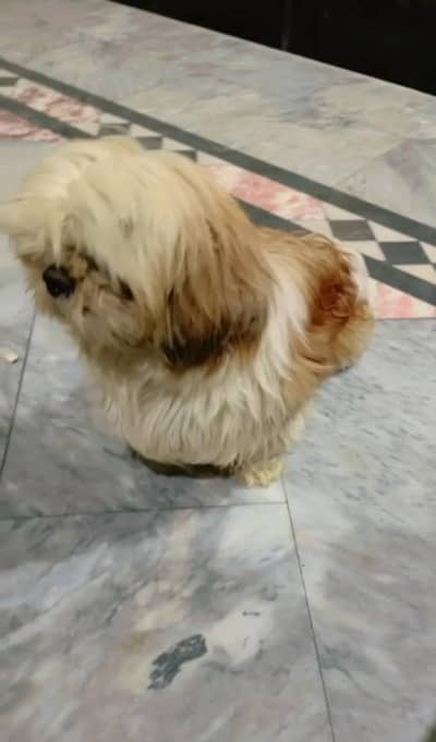 Russian dog Tomi