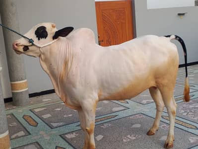 Qurbani wla bachara (calf) for sale