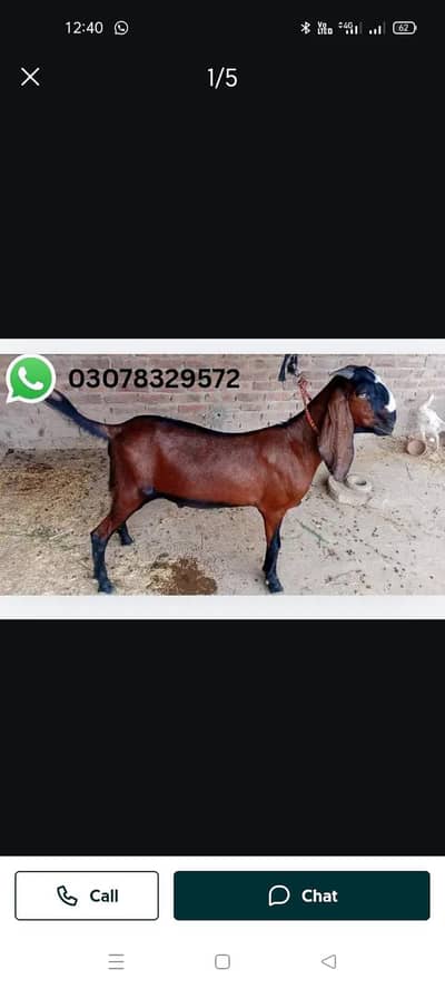 Bakra 2 dant Qurbani26 / Body weight 43