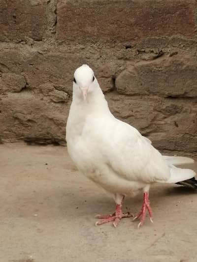 2 kabotar ha sale krna ha ak lucky ma ha or ak dosra