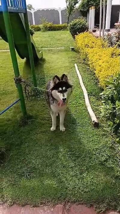 husky dog for sale