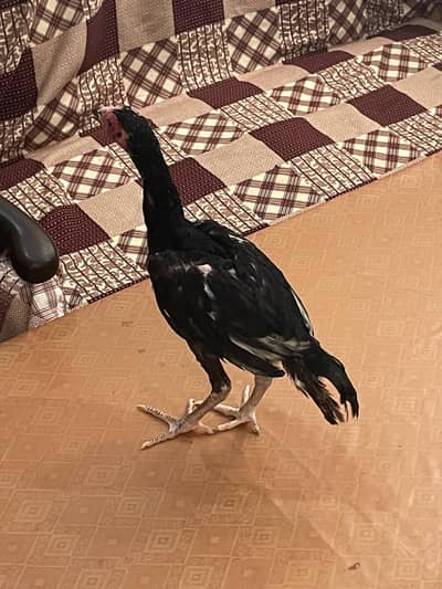 Aseel  breader and chicks Available Healthy Aseel Chicks for Sale