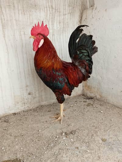 best quality male breeder