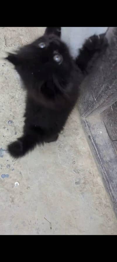 Black cat female for sale only 3k