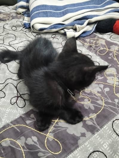 Persion Cat