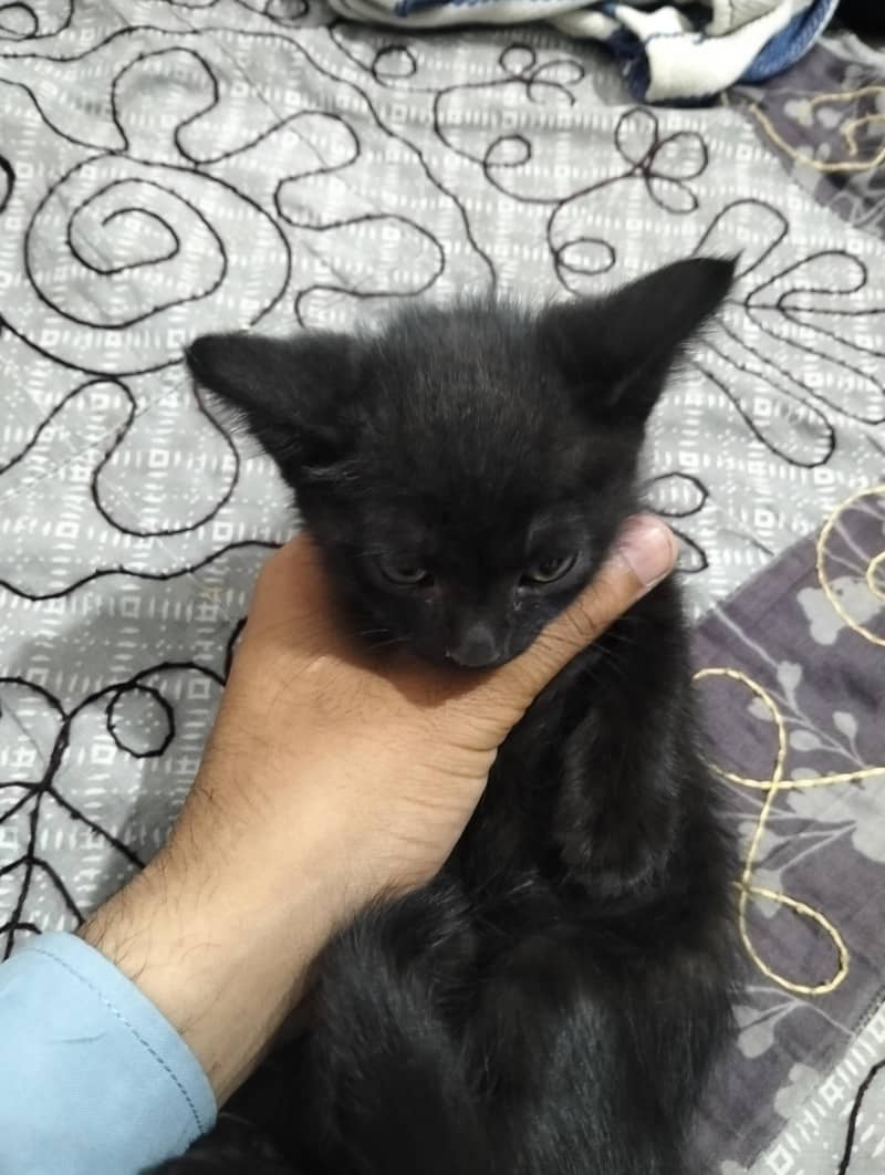 Persion Cat 1
