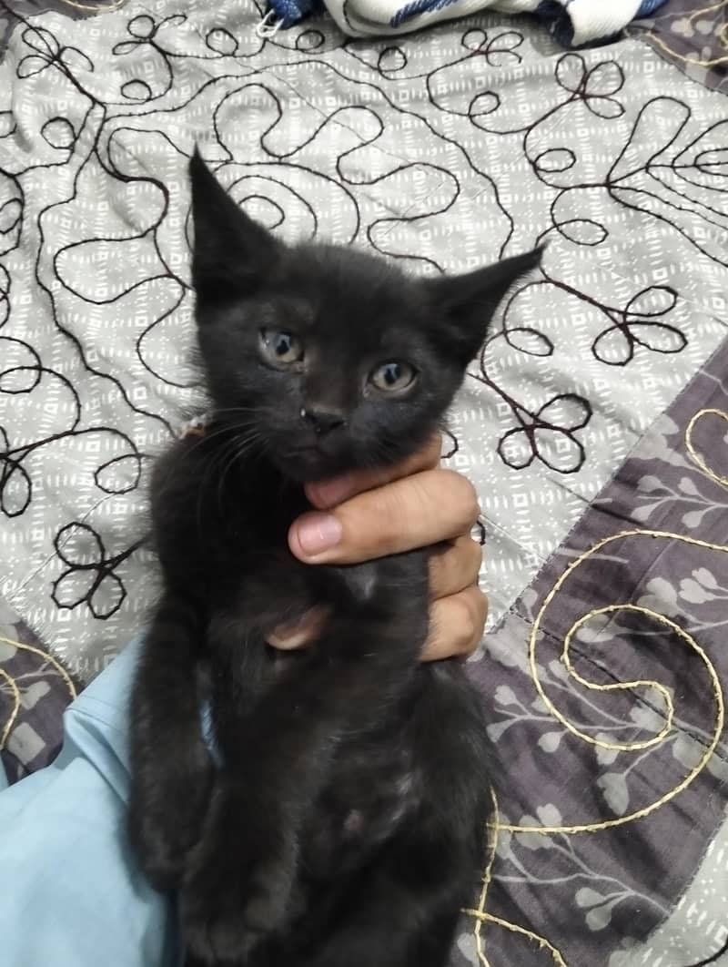 Persion Cat 2