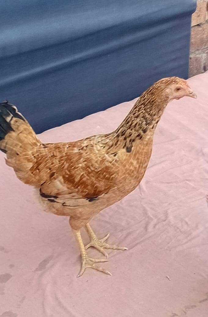 2 Hens 1