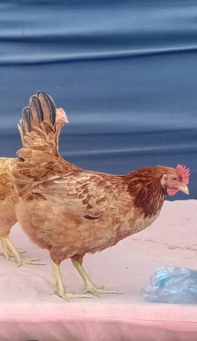 2 Hens