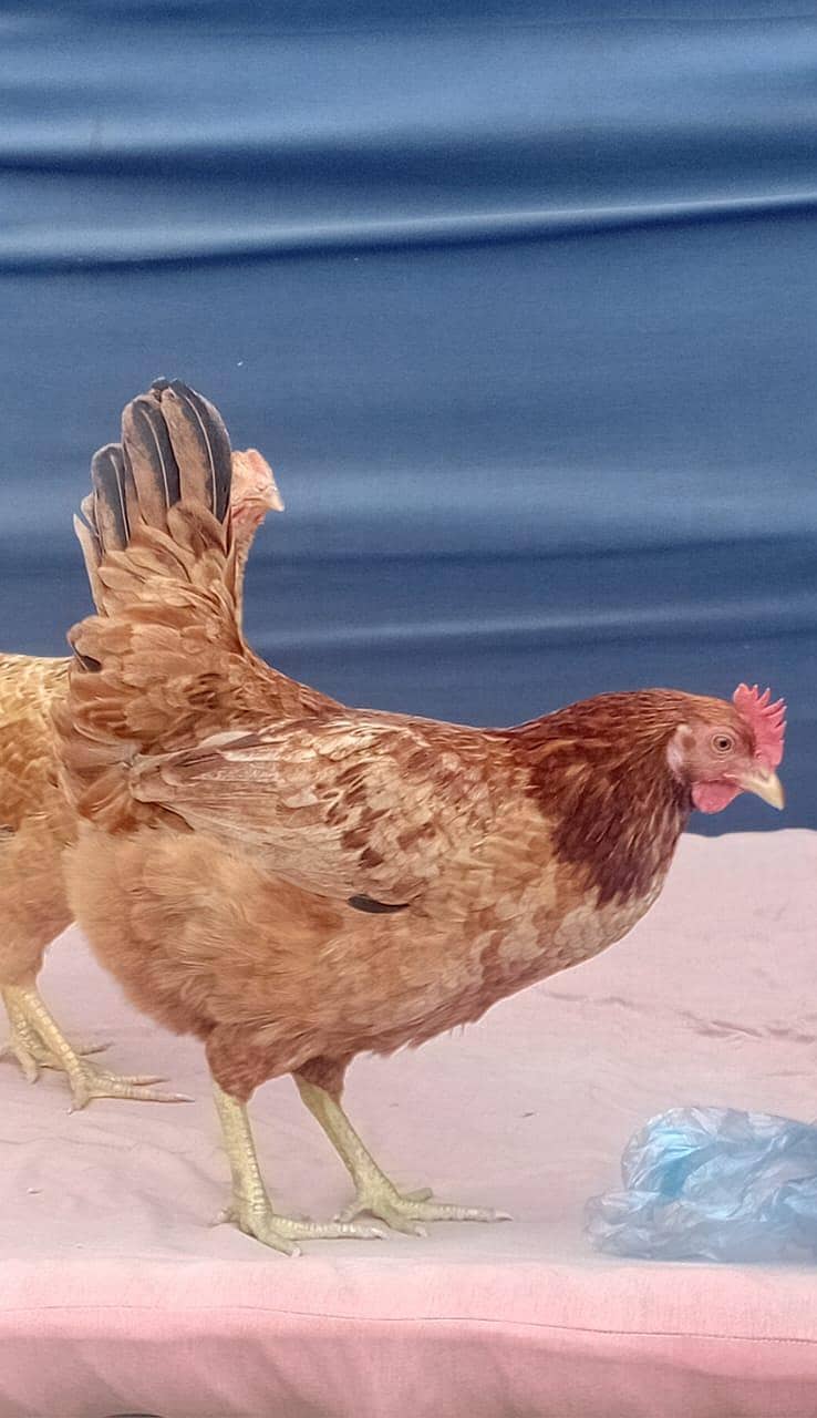 2 Hens 0