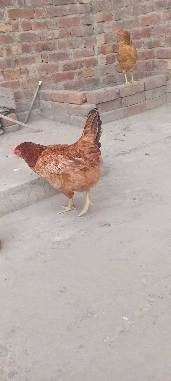 2 Hens 2