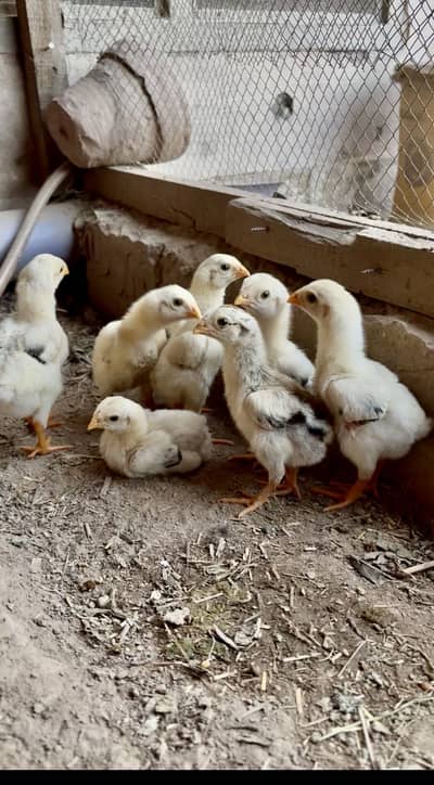 Pure Shamo Chicks for sale | Pure German O shamo