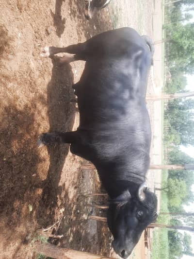 for sale