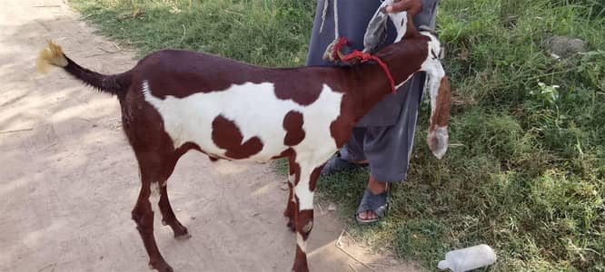 2 bakray for sale