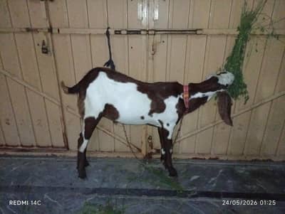 Bakra for Sale
