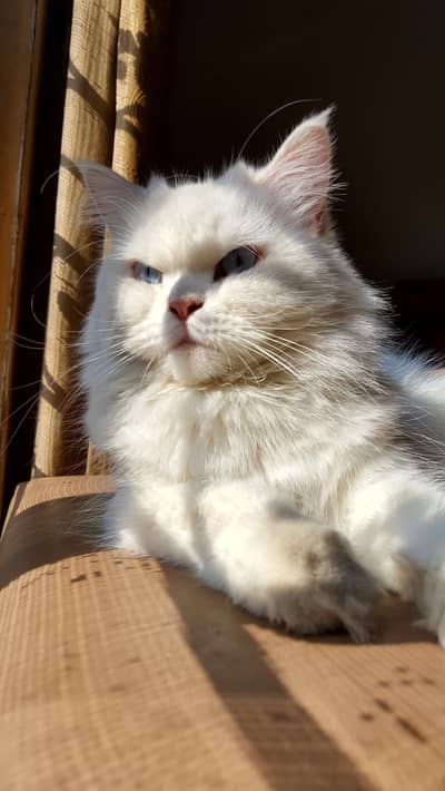 Triple coated persian cat punch face
