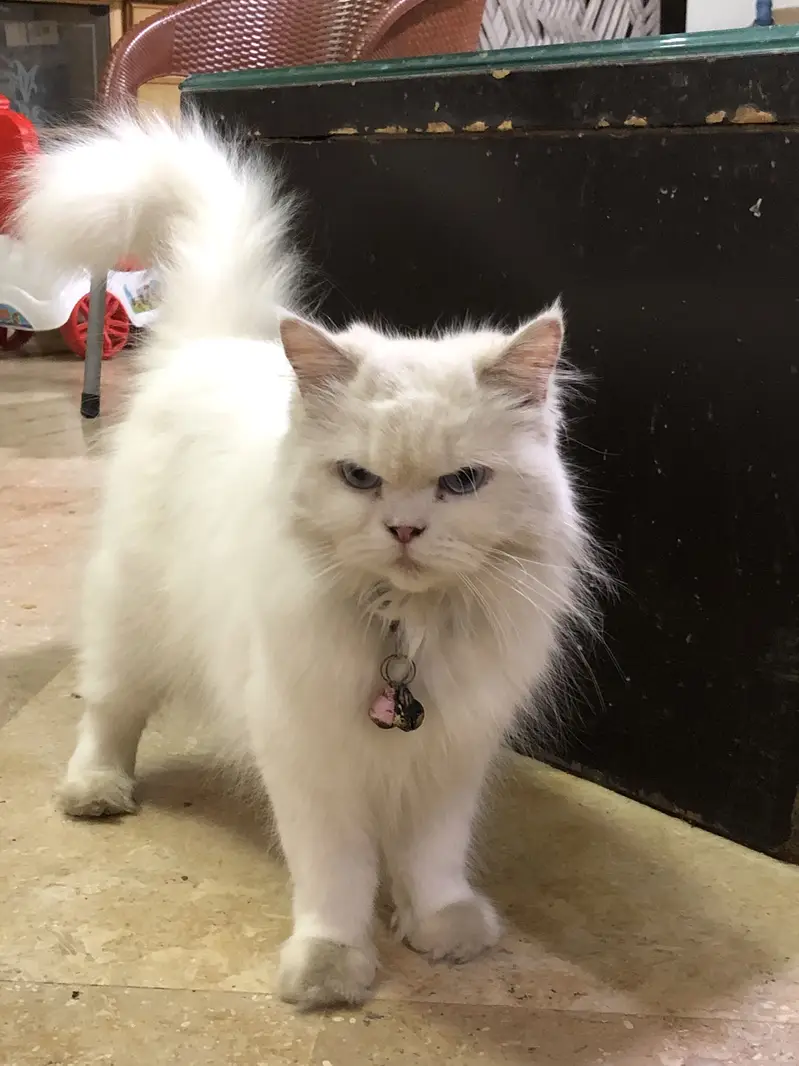Triple coated persian cat punch face — photo 2