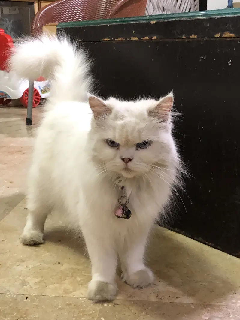 Triple coated persian cat punch face — photo 3