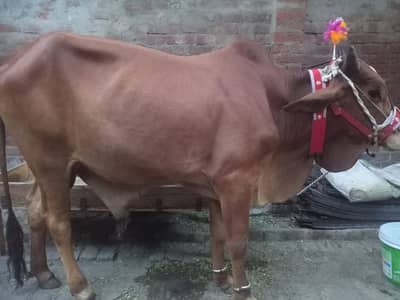 Cow for sale 2.5 SE 3 man wazan ho ga 280 ki final hogi 03707679354