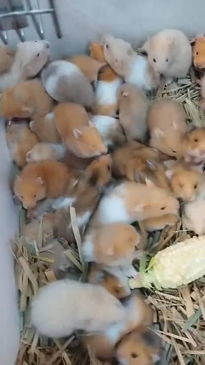 hamster for sale
