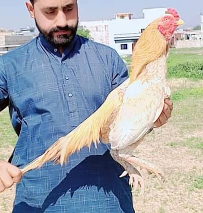 bareedar aseel