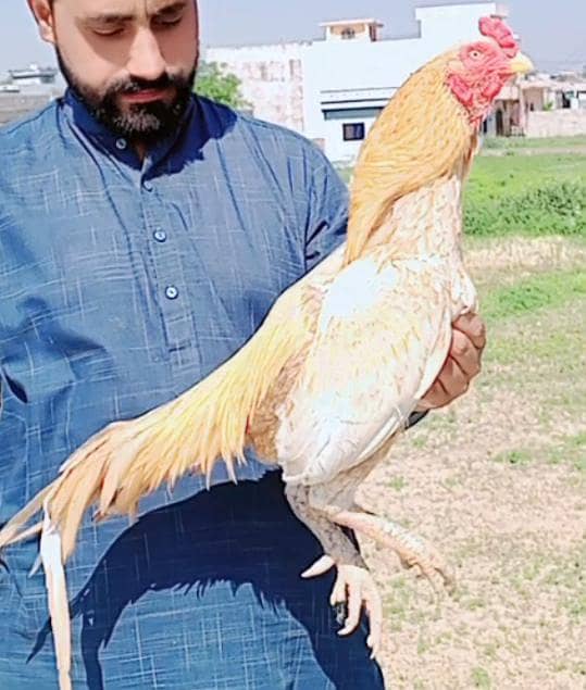 bareedar aseel 0