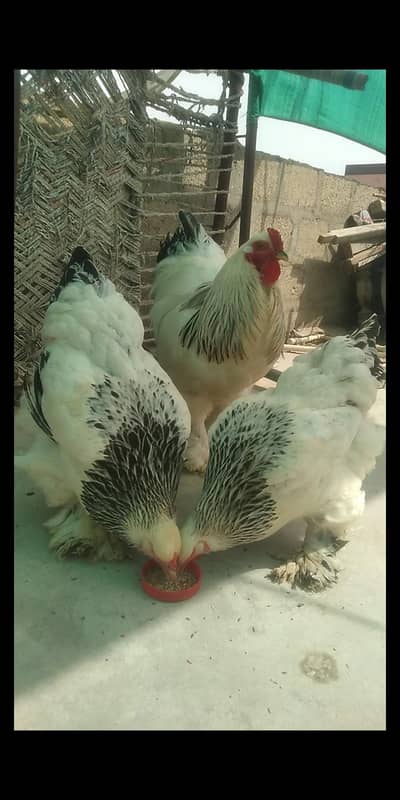 light Columbian brahma high quality  trio for sale